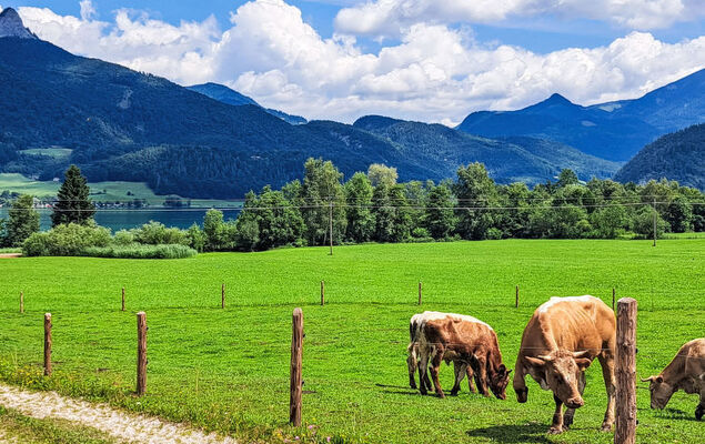 Wohnung 421 Seeblick - Photo 32